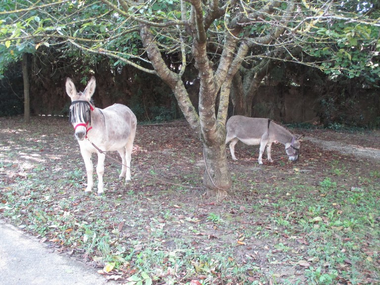 Visite d'Ânes